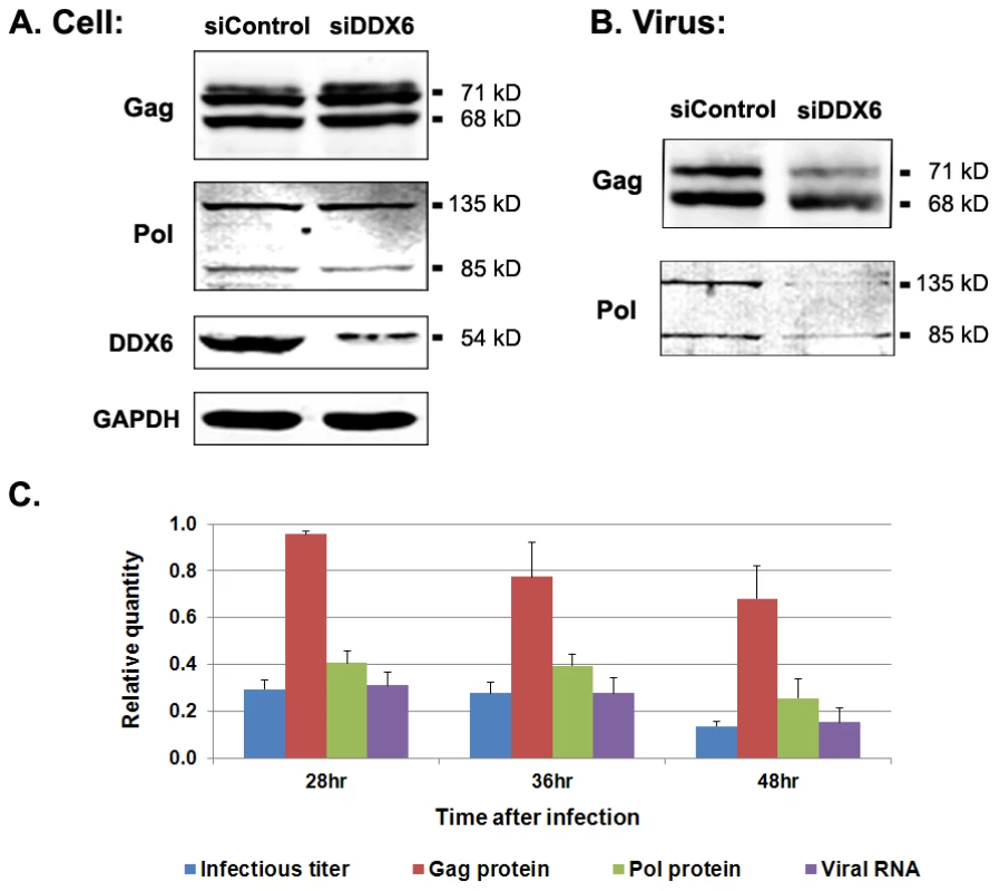 Viral proteins and RNA in cell lysates and extracellular particles after DDX6 knockdown.