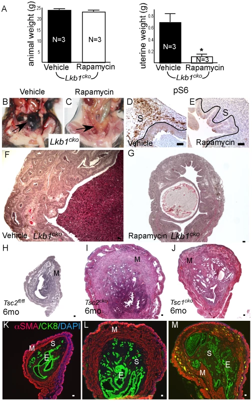 Dysregulated mTORC1 activity in <i>Lkb1</i> mutant mice.