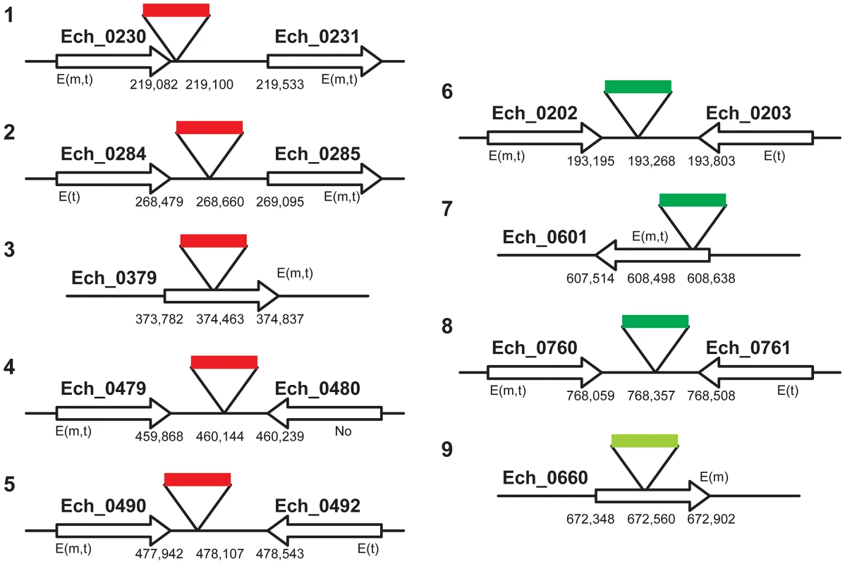 A cartoon illustration of the <i>E. chaffeensis</i> genomic locations mapped for the transposon mutants.