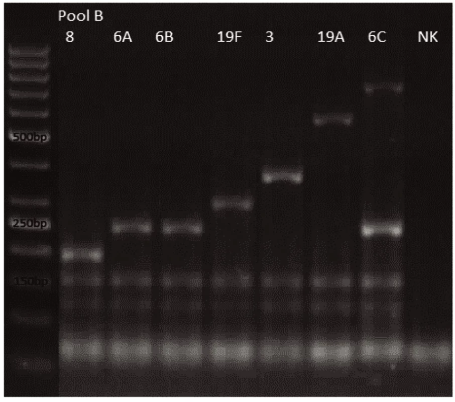 mPCR pool B
Dráha 1: 50bp DNA Ladder
Dráha 2: <i>S. pneumoniae</i> sérotyp 8 (201bp)
Dráha 3: <i>S. pneumoniae</i> sérotyp 6A (250bp)
Dráha 4: <i>S. pneumoniae</i> sérotyp 6B (250bp)
Dráha 5: <i>S. pneumoniae</i> sérotyp 19F (304bp)
Dráha 6: <i>S. pneumoniae</i> sérotyp 3 (371bp)
Dráha 7: <i>S. pneumoniae</i> sérotyp 19A (566bp)
Dráha 8: <i>S. pneumoniae</i> sérotyp 6C (250bp, 727bp)
Dráha 9: negativní kontrola
Dráha 2–8: pozitivní produkt cpsA (160bp)<br><br>
Fig. 2. mPCR pool B
Lane 1: 50bp DNA Ladder
Lane 2: <i>S. pneumoniae</i> serotype 8 (201bp)
Lane 3: <i>S. pneumoniae</i> serotype 6A (250bp)
Lane 4: <i>S. pneumoniae</i> serotype 6B (250bp)
Lane 5: <i>S. pneumoniae</i> serotype 19F (304bp)
Lane 6: <i>S. pneumoniae</i> serotype 3 (371bp)
Lane 7: <i>S. pneumoniae</i>serotype 19A (566bp)
Lane 8: <i>S. pneumoniae</i> serotype 6C (250bp, 727bp)
Lane 9: negative control
Lanes 2–8: positive product cpsA (160bp)