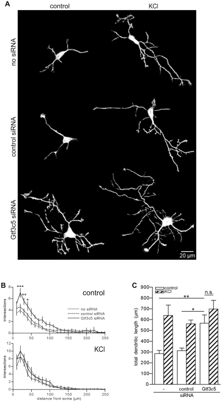 TFIIIC regulates dendritic growth.