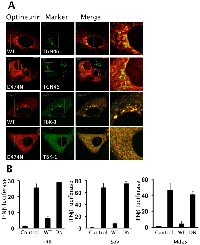 Ubiquitin binding motif of optineurin is required for function.