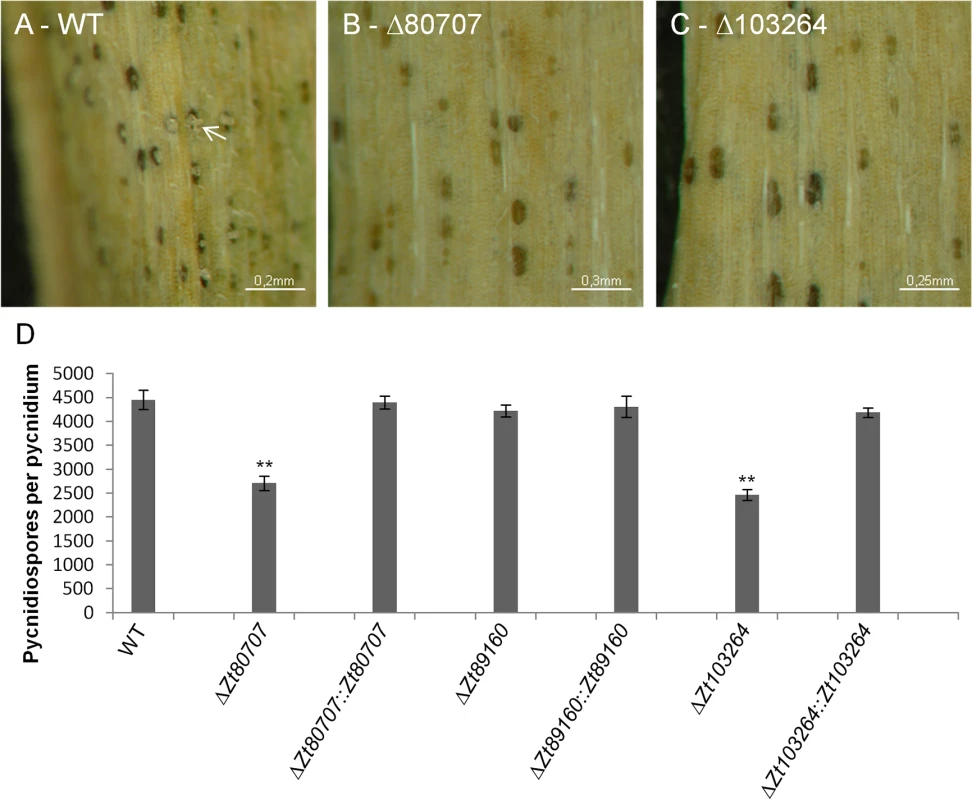 Mutant IPO323Δ<i>Zt80707</i> and IPO323Δ<i>Zt103264</i> produce fewer pycnidiospores per pycnidium.
