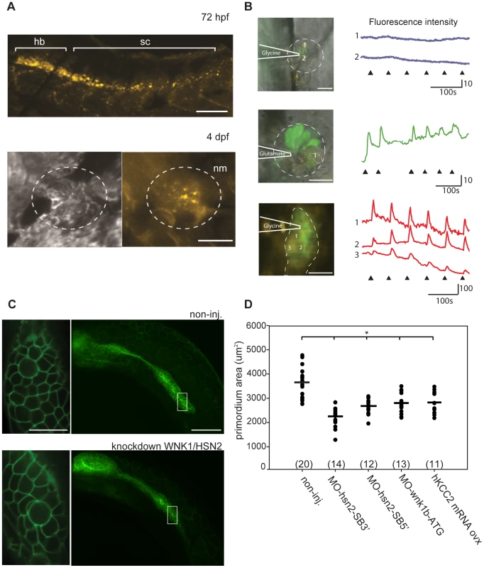 KCC2 is found in the embryonic zebrafish PLL.