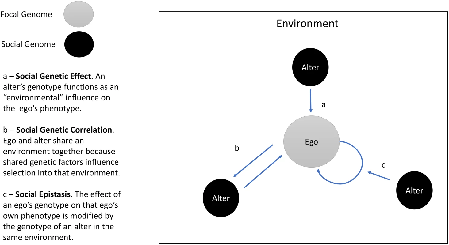 Social Genetic Effects (SGEs), social genetic correlation, and social epistasis.