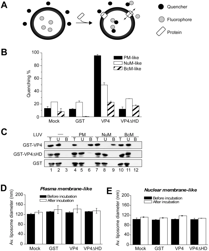 VP4 permeabilization of liposomes.