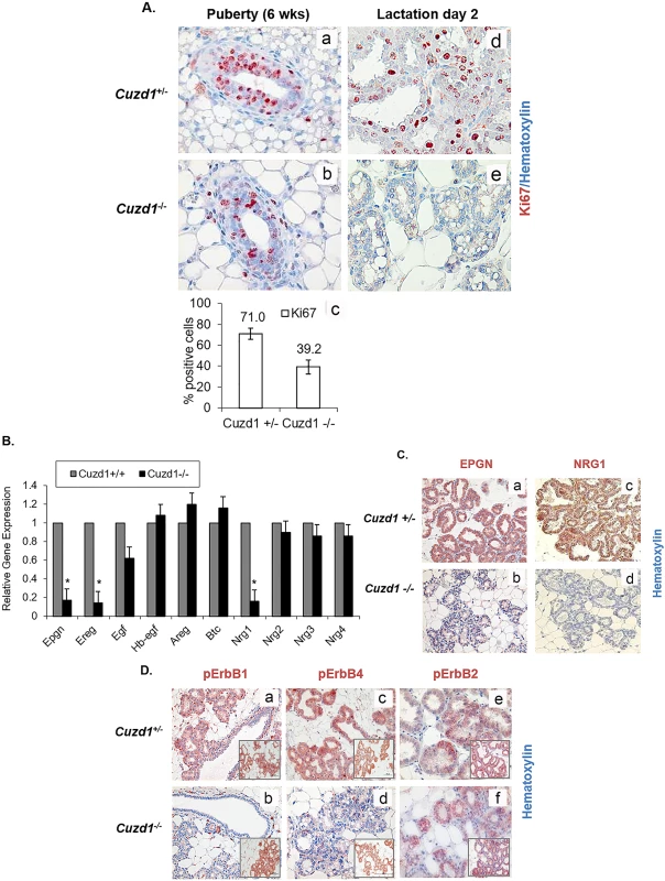 Developmental defects in <i>Cuzd1</i><sup>(-/-)</sup> mammary glands are due to an impairment in EGF signaling.