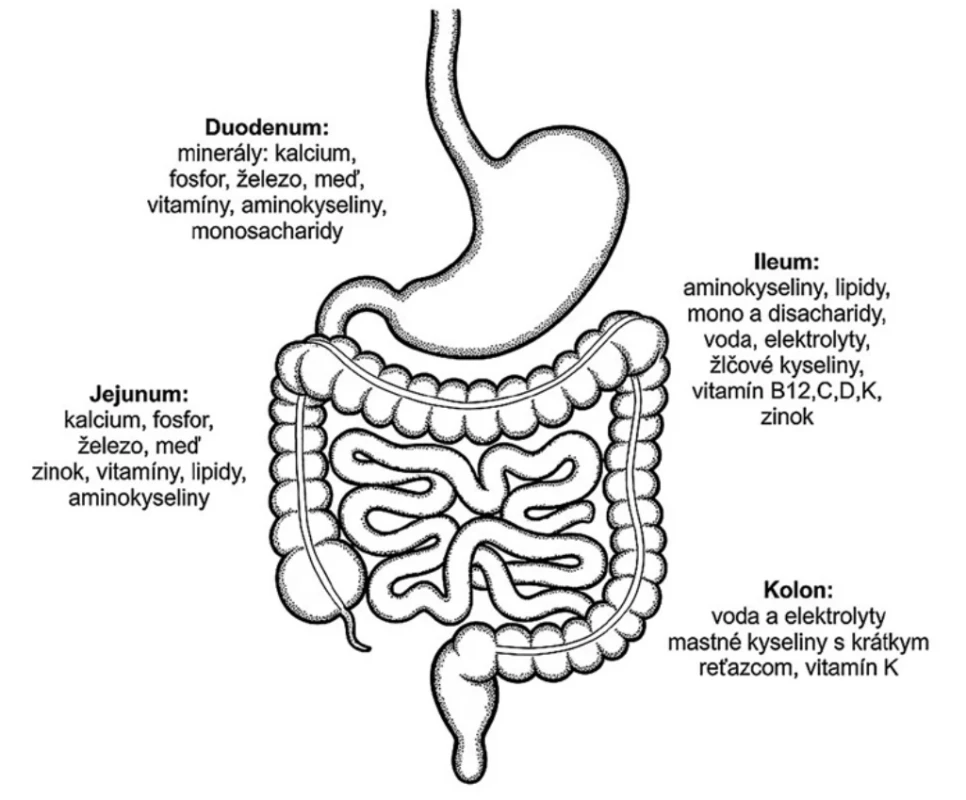 Absorpcia živín v rôznych častiach gastrointestinálneho traktu [7]