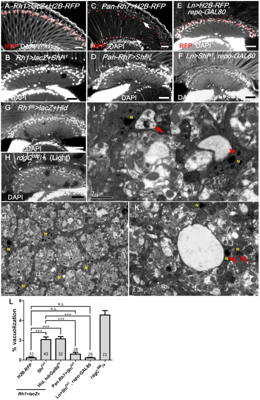 R1-6 photoreceptors are required for lamina glia maintenance.