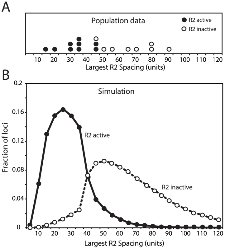 Comparison of the largest region of the rDNA locus free of R2-inserted units in the R2-active and R2-inactive individuals.