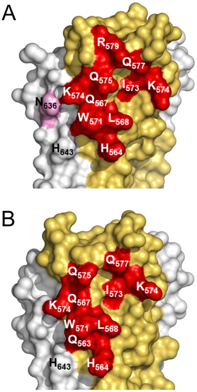 Surface representation of the HK20 and D5 footprints on 5-Helix.