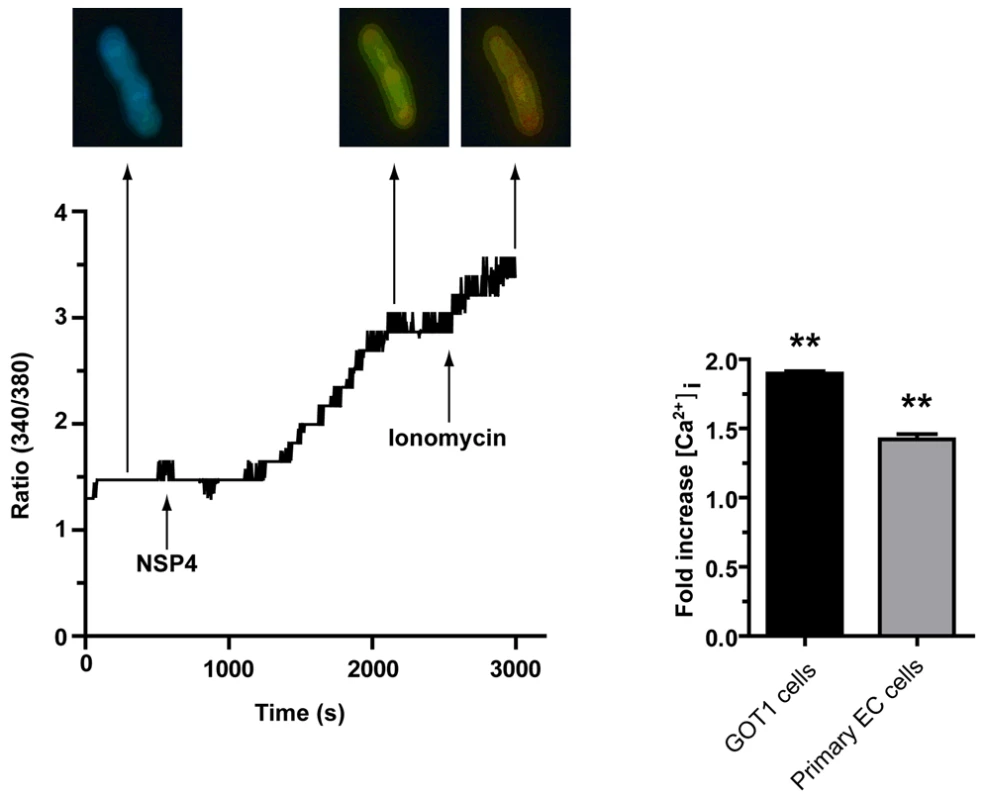 NSP4 induces an increase in intracellular Ca<sup>2+</sup> in human EC tumor cells.
