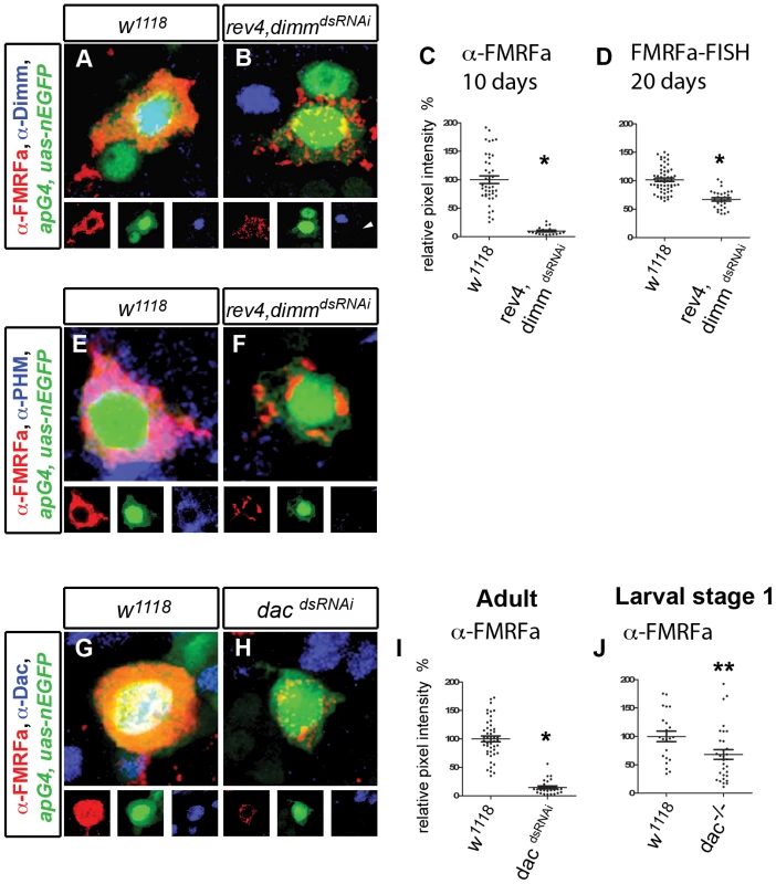 <i>dimm</i> maintains peptidergic phenotype and <i>dac</i> has an enhanced maintenance function.