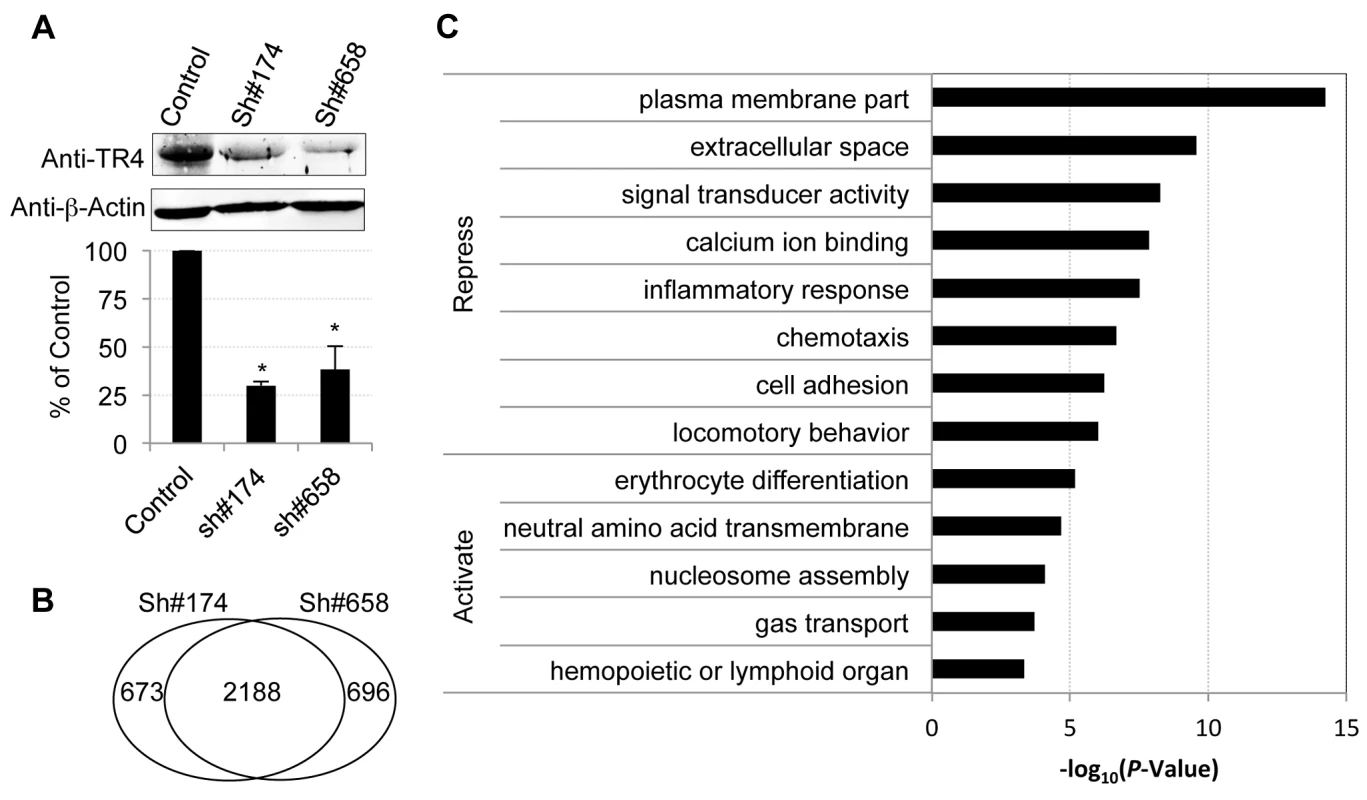 Characterization of TR4 downstream targets with lentiviral-mediated shRNAs.