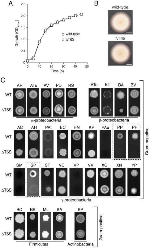 T6S plays a role in the fitness of <i>B. thai</i> in growth competition assays with other bacteria.