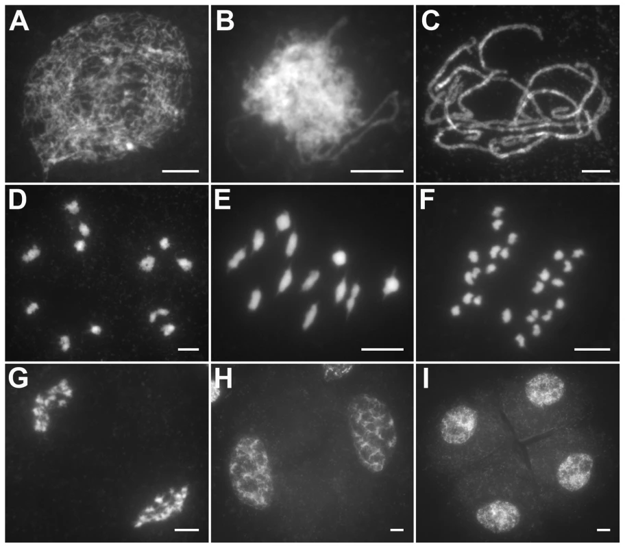 Meiosis in the wild type.