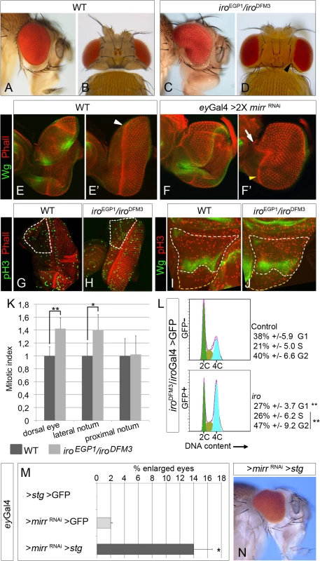Cell-autonomous increase in cell proliferation in <i>iro</i> mutants.
