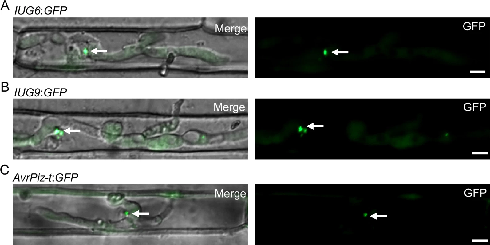 Iug6 and Iug9 proteins accumulate at BICs in sheath epidermal cells.