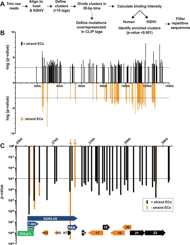 Identification of enriched clusters mapping to the KSHV genome.