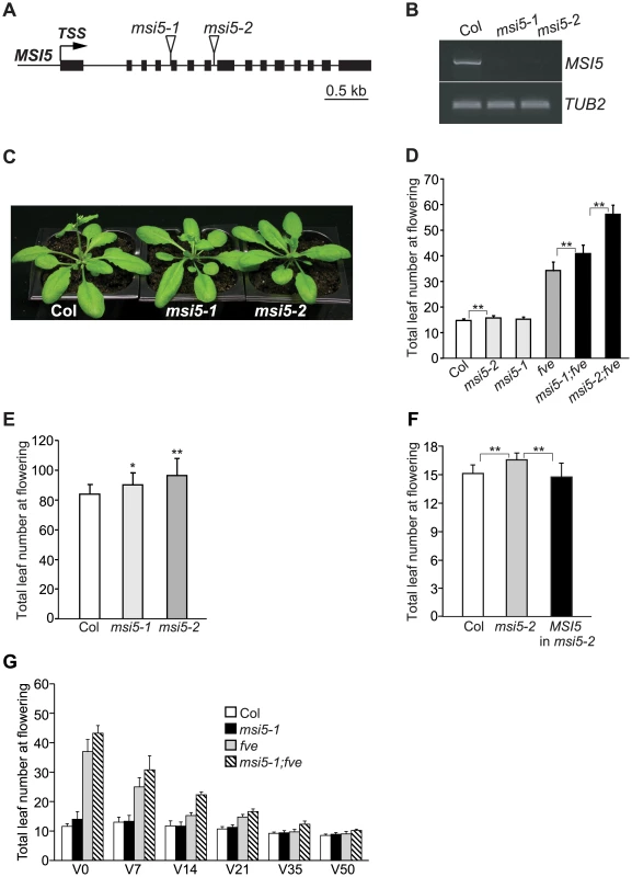 Characterization of <i>msi5</i> Mutants.