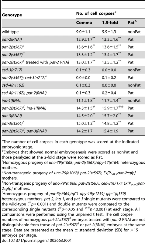 <i>pat-2</i> mutants contain more apoptotic cells during mid-embryogenesis than the wild-type.