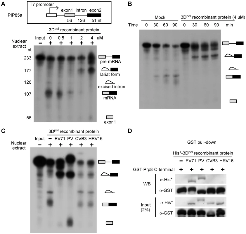 The EV71 and PV 3D<sup>pol</sup> interfere with the splicing process and inhibit mRNA synthesis.
