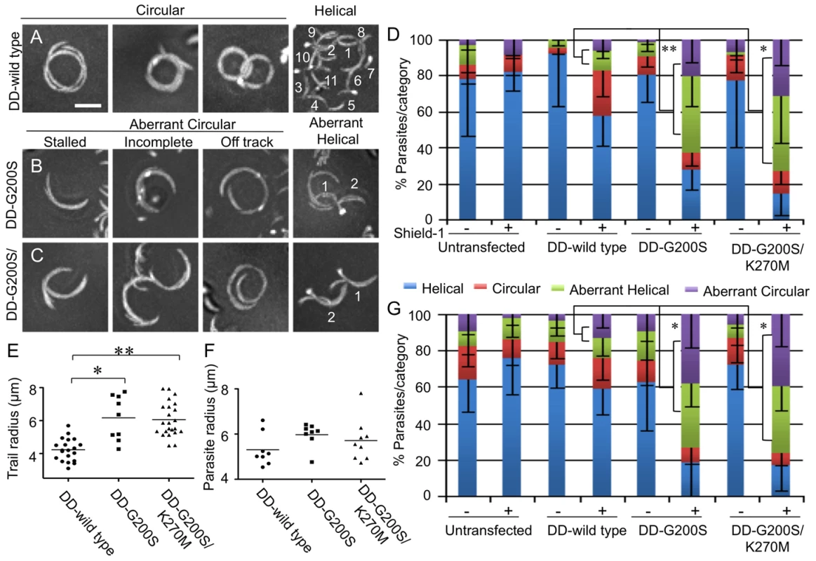 Parasites expressing stabilized actin undergo aberrant gliding motility.