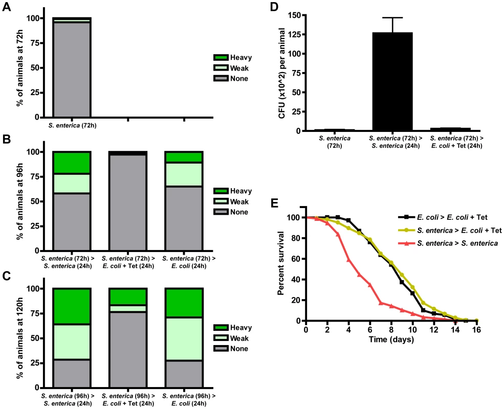 Tetracycline treatment models <i>S. enterica</i> acute infection in <i>C. elegans</i>.