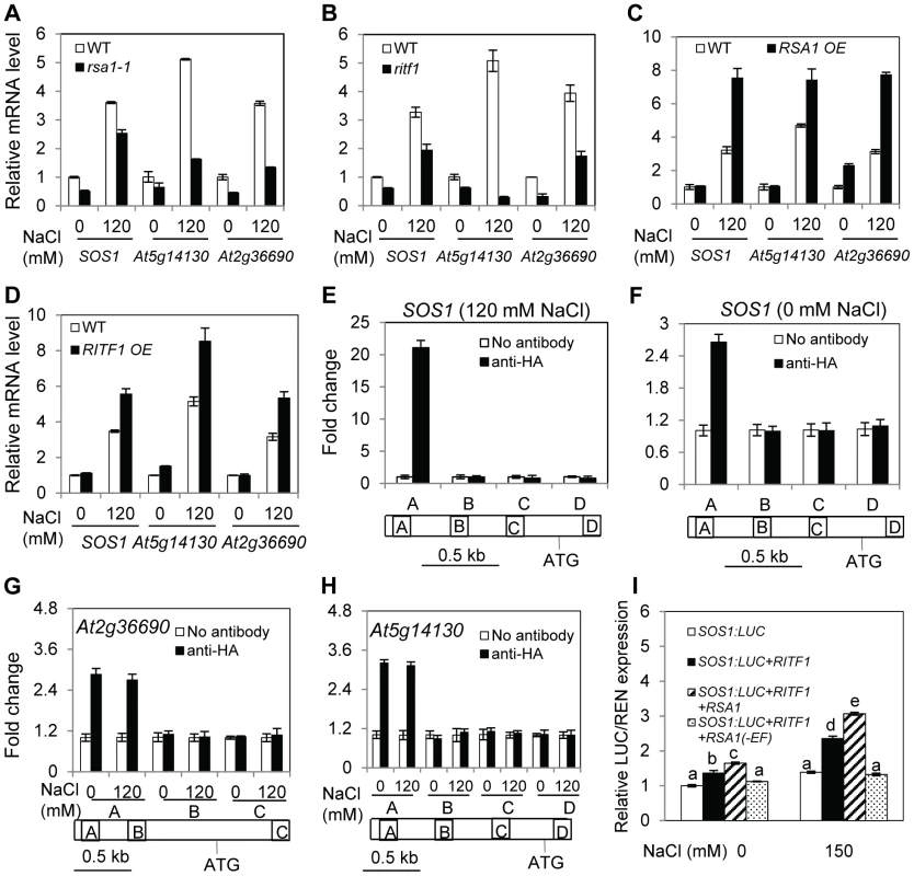 RSA1 and RITF1 regulate gene expression, and RITF1 binds directly to promoters of three RSA1 target genes.