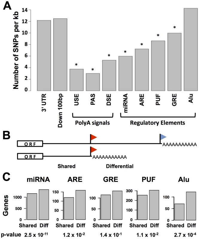 Conservation and positioning of regulatory elements in 3′ untranslated regions.