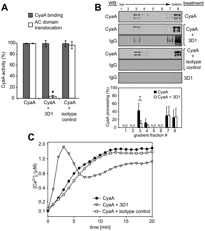 Binding of 3D1 antibody uncouples AC translocation from membrane insertion and CyaA-mediated Ca<sup>2+</sup> influx.