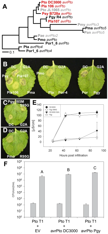 Phylogenetic analysis of the AvrPto superfamily reveals a residue required for avirulence function.