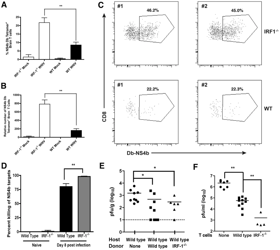 CD8<sup>+</sup> T cell accumulation in the CNS of <i>IRF-1</i><sup>-/-</sup> mice after WNV infection.