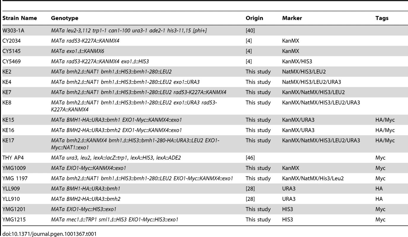 List of <i>Saccharomyces cerevisiae</i> strains used in this study.