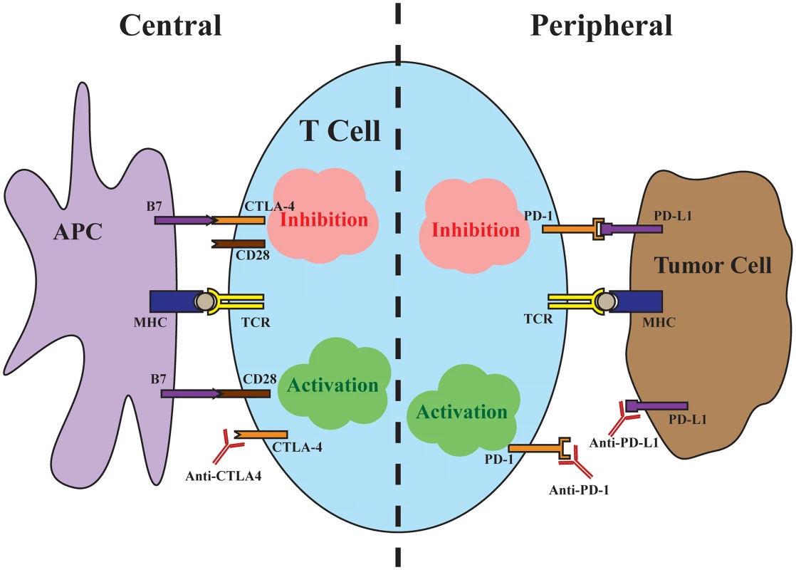 Central and peripheral immune checkpoints.