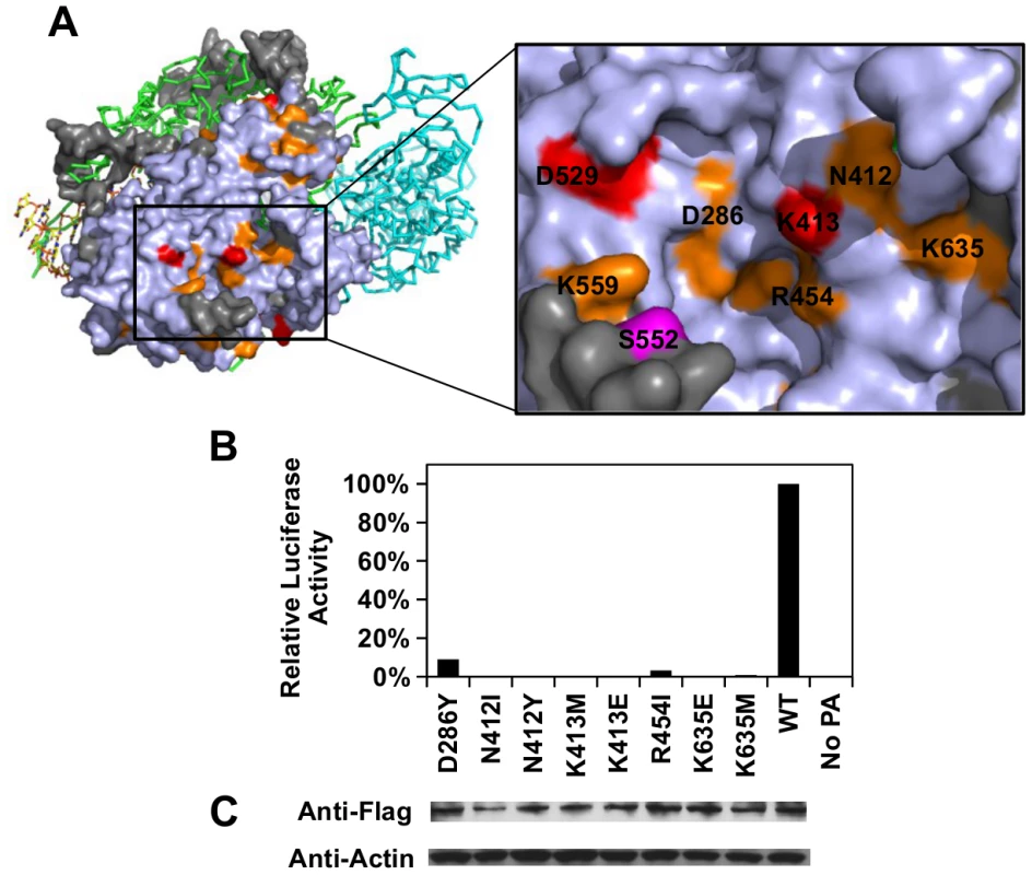 Structural analysis of putative functional residues.