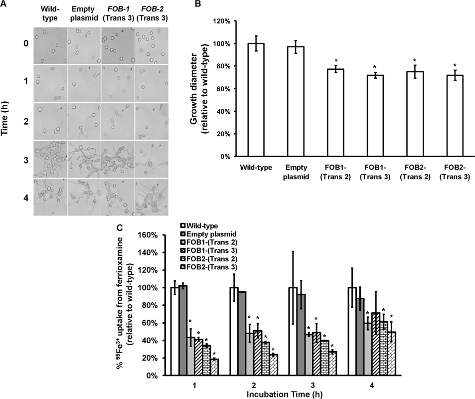 Single gene inhibition of <i>FOB1</i> or <i>FOB2</i> slightly reduced germination, growth and iron uptake of <i>R</i>. <i>oryzae</i> when ferrioxamine is used as a sole source of iron.