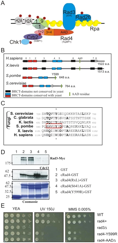 Conservation of the Rad4<sup>TopBP1</sup> ATR-Activation Domain.