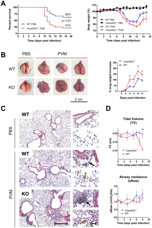 Higher mortality rate and more severe pathological features in ChemR23<sup>−/−</sup> mice infected by PVM.