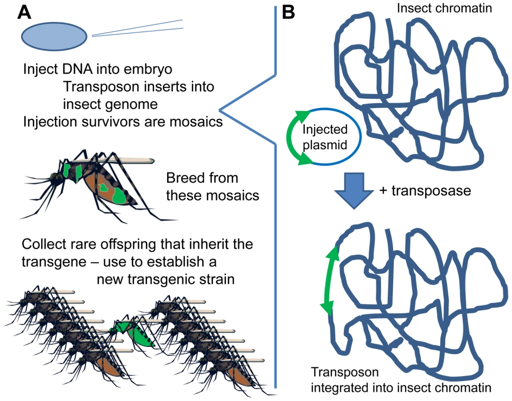 Creating a new transgenic strain.