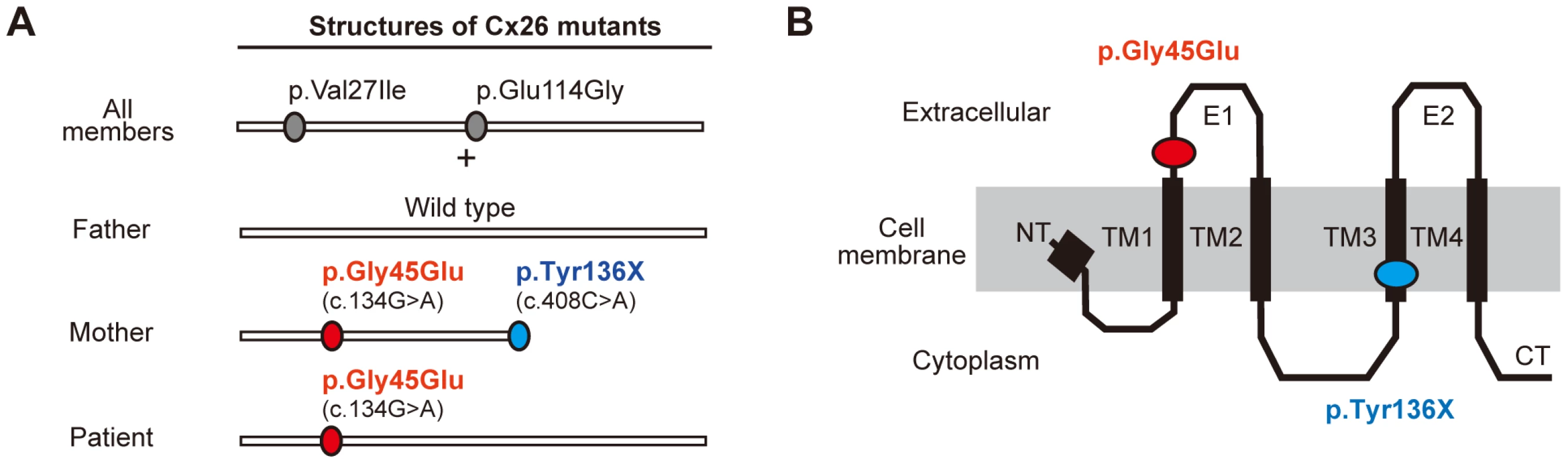 Configurations and topological mapping of the <i>GJB2</i> mutations in the family.