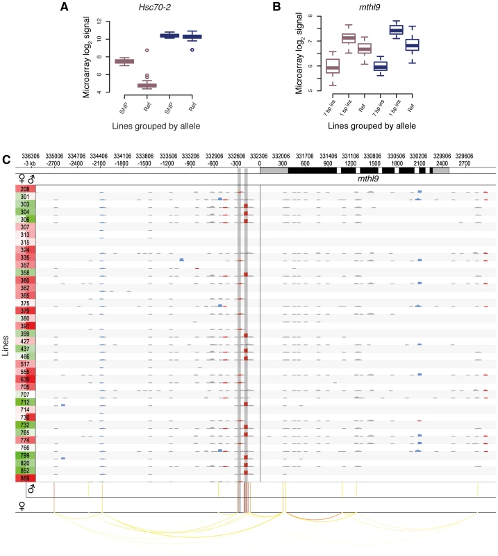 Examples of <i>cis-</i>eQTLs and their associated genes.