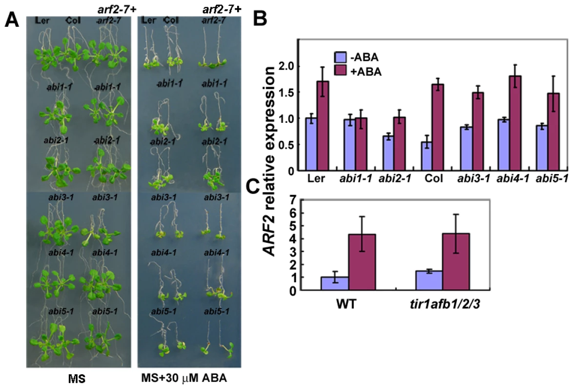 Genetic analysis of <i>arf2-7</i> with <i>abi</i> mutants.