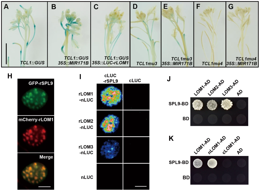 LOMs repress SPL function through direct protein-protein interaction.
