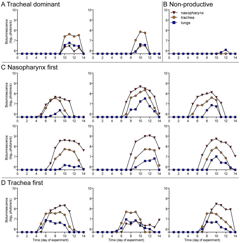 Primary infection in individual mice after airborne transmission across a 15.2-cm separation.
