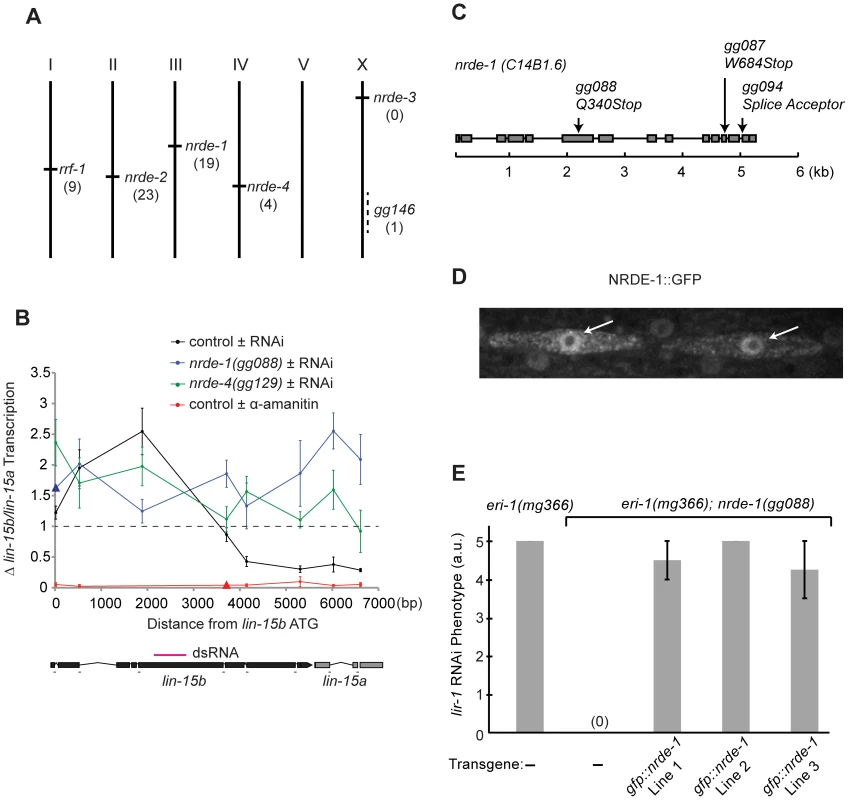 <i>nrde-1</i> encodes a nuclear-localized protein that is required for nuclear RNAi.