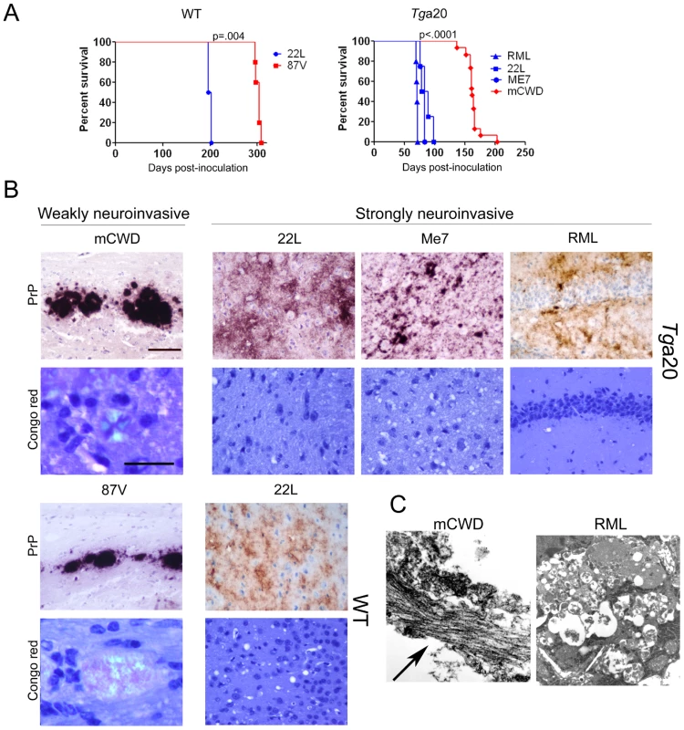 Characterization of prion phenotypes in mice infected with different prion strains.