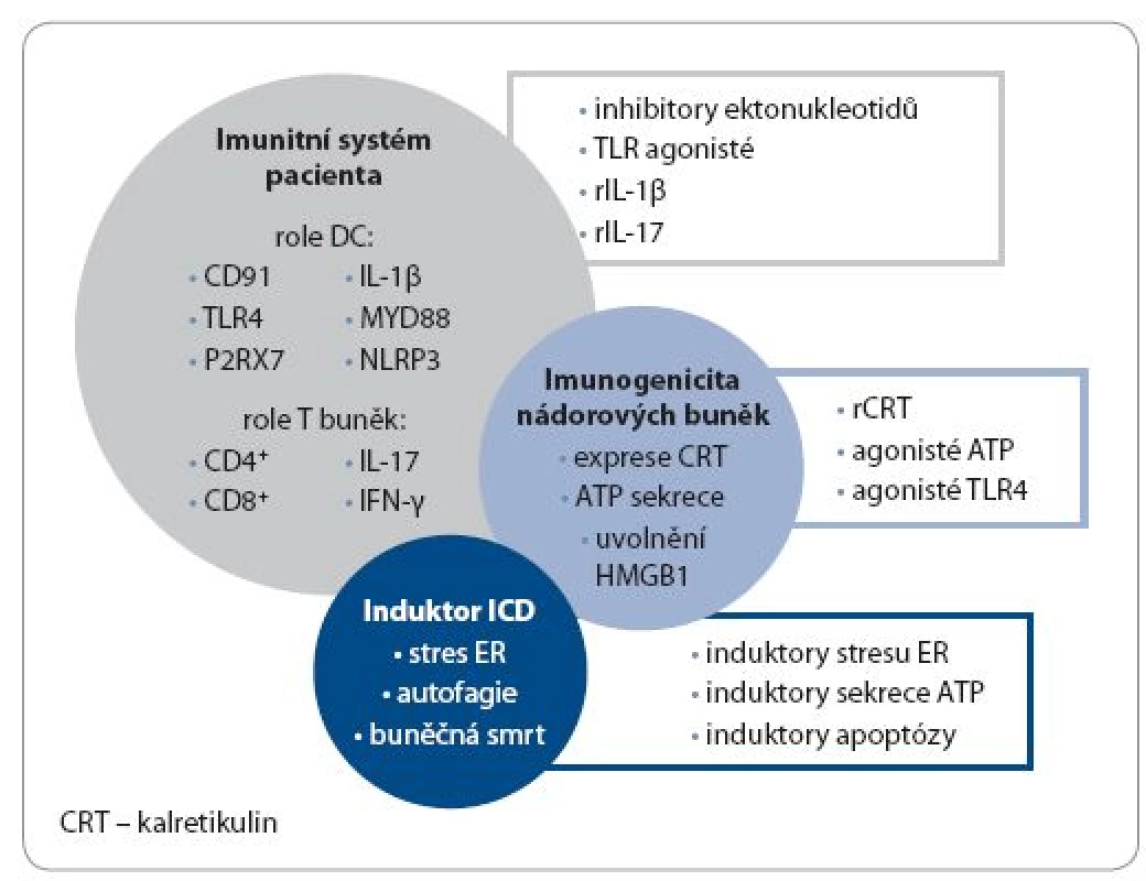 Využití imunogenní buněčné smrti v konceptu protinádorové terapie a možné strategie navození imunogenní buněčné smrti in vivo.