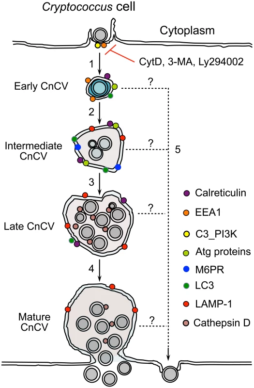 Proposed model depicting Cn subversion of Atg proteins for intracellular replication and dissemination.