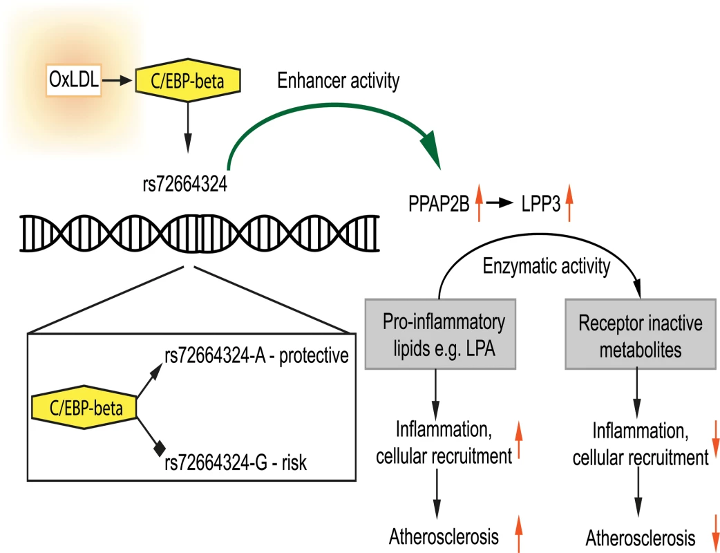 Model showing the interplay between oxLDL, C/EBP beta and rs72664324 on expression of <i>PPAP2B</i>.